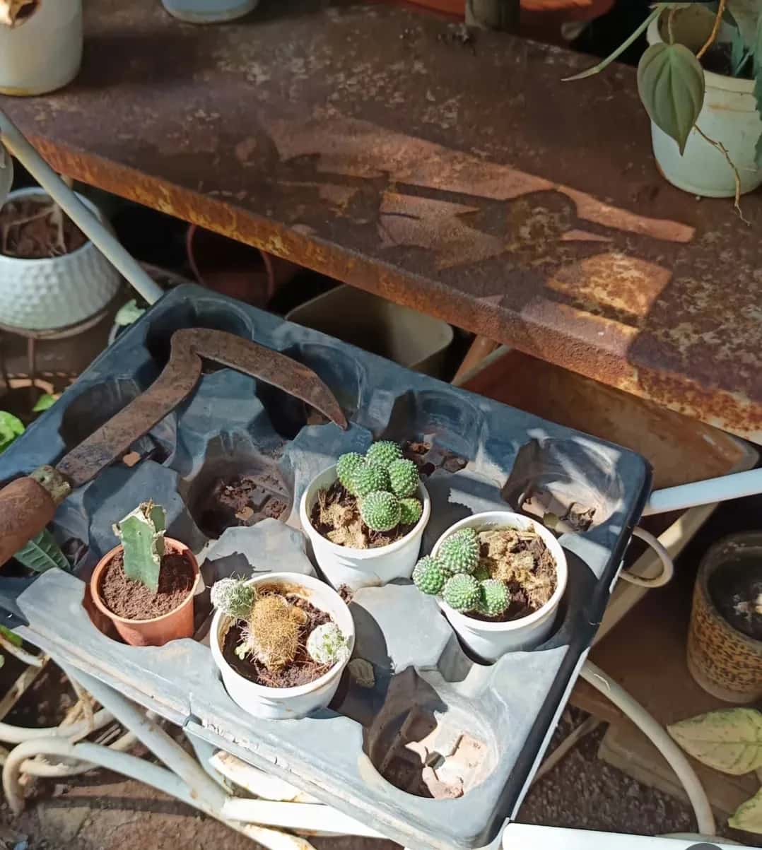 Coffee Cupping & Latte Art Workshop photo 3